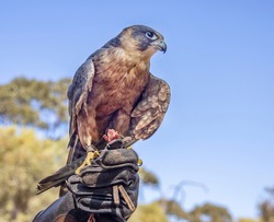 A hawk presented at a wild birds of prey show in Kangaroo Island, Australia