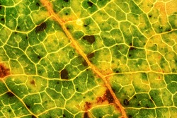 Fallen leaf, parts of it colored yellow orange and dark brown spots under 4x microscope magnification.