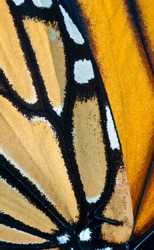 Macro view of wings of monarch butterfly (Danaus plexippus). Millions of tiny scales cover the wing surfaces like roofing tiles and provide protection and coloration.
