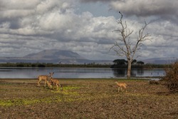 Kudu female in Selous Game Reserve, Tanzania