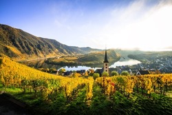 The Moselle loop, a beautiful river in Germany, makes a 180 degree loop. with vineyards and a great landscape and lighting in the morning. the church tower and the town of Bremm in autumn
