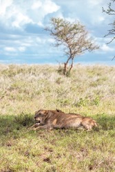 Lion family in Kenya, savanna. Big lioness, lion mom with children in a meadow, wildlife on safari, masai mara. Spectacular big cat