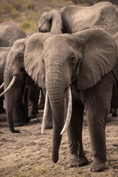 adventure, africa, african, african elephants, african mammals, african nature, animal, animals, big, big 5, big five, east africa, elephant dirt shower, elephant dust shower, elephant shower, elephan