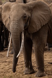 adventure, africa, african, african elephants, african mammals, african nature, animal, animals, big, big 5, big five, east africa, elephant dirt shower, elephant dust shower, elephant shower, elephan