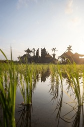 Great fresh rice terraces with water in the morning. View over fish green to a Hindu temple in the morning. Landscape shot on a tropical island in Asia. Sanur, Bali, Indonesia