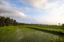 Great fresh rice terraces with water in the morning. View over fish green to a Hindu temple in the morning. Landscape shot on a tropical island in Asia. Sanur, Bali, Indonesia