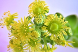 Greenovia aurea (Aeonium aureum) inflorescence. Yelllow petals and yellow pollen is visible. Some flowers are closed, some are open. Macro photography. Full color.