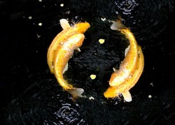 ํYin yang symbol from Golden fancy koi carp fishes, Doitsu Yamabuki Ogon and Hikarimujimono are swimming together in koi pond. It's symbol of Taoism, which represents interplaying powers of universe.