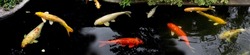 Fancy koi carp fishes such as golden koi fish Doitsu Yamabuki Ogon,  Hikarimujimono, Nanashigoi, red- black carp Doitsu Aka Bekko koi and red white Omoyo Kohaku are swimming in pond. Panorama picture.