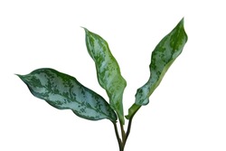 Aglaonema maria (Chinese Evergreen Maria),Long, lance-shaped leaves. Each deep-green leaf is marked with pale-green splotches. Attractive indoor foliage plant, topical, house plants. White background.