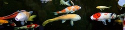 Beautiful fancy koi carp fishes such as yellow Chagoi ,Ogon koi and red-white with black spot carp Taisho Sanshoku (Sanke) koi, orange white Kohaku koi are swimming in pond. Panorama picture.