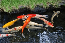 Colorful koi carp fishes, red, Orange Benigoi koi, red-white-black Taisho Sanshoku, Sanke butterfly koi, red-white Kohaku, Ginrin koi carp are swimming in carp pond, countryside park. Thailand.