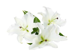 Beautiful lilies on white background. Funeral flowers