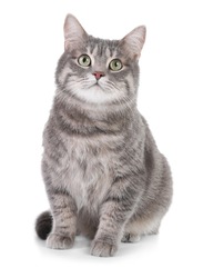 Portrait of gray tabby cat on white background. Lovely pet