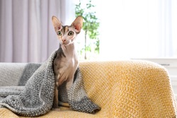 Adorable Sphynx cat under blanket on sofa at home, space for text. Cute friendly pet