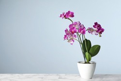 Beautiful tropical orchid flower in pot on marble table against light blue background. Space for text