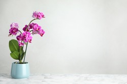 Beautiful tropical orchid flower in pot on marble table against light background. Space for text