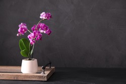 Flowerpot with blooming orchid on black stone table against dark background, space for text