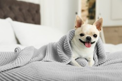 Adorable Toy Terrier wrapped in light blue knitted blanket on bed. Domestic dog