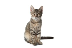 Grey tabby cat on white background. Adorable pet
