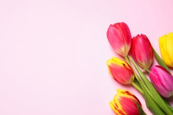 Beautiful spring tulips on pink background, flat lay. Space for text