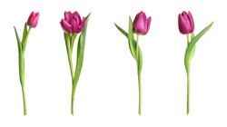Set of beautiful spring tulips on white background