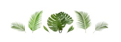 Set of tropical leaves on white background. Banner design