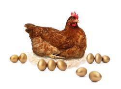 Chicken and golden eggs on white background