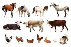 Collage of different farm animals on white background