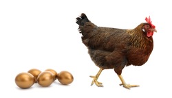 Chicken and golden eggs on white background