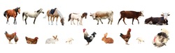 Collage of different farm animals on white background. Banner design