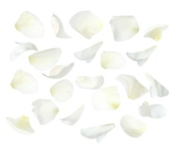 Set of fresh peony petals on white background