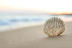 Beautiful seashell on sandy beach at sunrise, closeup. Space for text