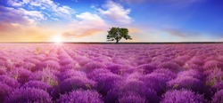 Beautiful lavender field with single tree under amazing sky at sunrise. Banner design