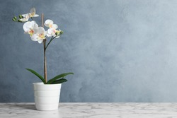 Artificial orchid plant in flower pot on white marble table. Space for text