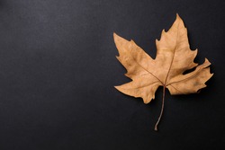 Dry autumn leaf on black background, top view. Space for text
