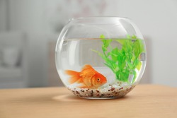 Beautiful bright small goldfish in round glass aquarium on wooden table indoors