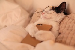 Cute cat with glasses and smartphone sleeping on bed at home