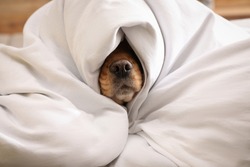 Cute English cocker spaniel covered with soft blanket indoors, closeup