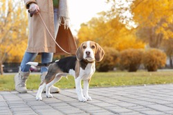 Woman walking her cute Beagle dog in park on autumn day
