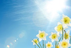 Beautiful spring flowers outdoors on sunny day, space for text