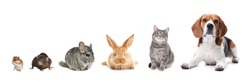 Group of different domestic animals on white background, collage. Banner design