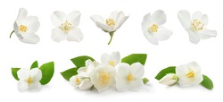 Set with beautiful tender jasmine flowers and green leaves on white background. Banner design 