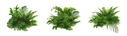 Beautiful composition with fern and other tropical leaves on white background, collage. Banner design