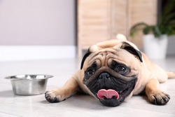 Cute pug dog suffering from heat stroke near bowl of water on floor at home
