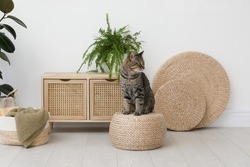 Cute tabby cat on wicker pouf indoors