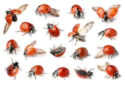 Set with beautiful ladybugs on white background