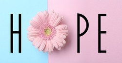 Word HOPE made with letters and beautiful gerbera on color background, top view. Banner design