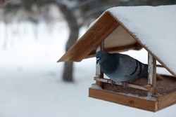 Cute pigeon on wooden bird feeder in snowy park. Space for text