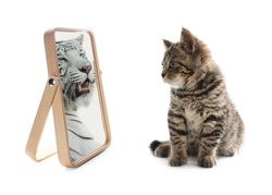 Cute cat looks like tiger into reflection of mirror on white background